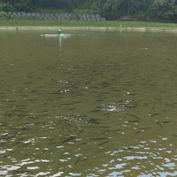 トップに好反応！ ～平谷湖フィッシングスポット～